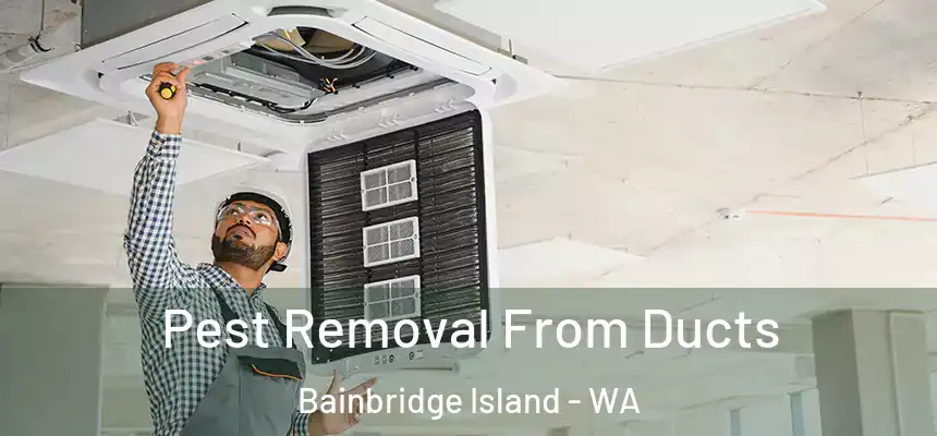 Pest Removal From Ducts Bainbridge Island - WA
